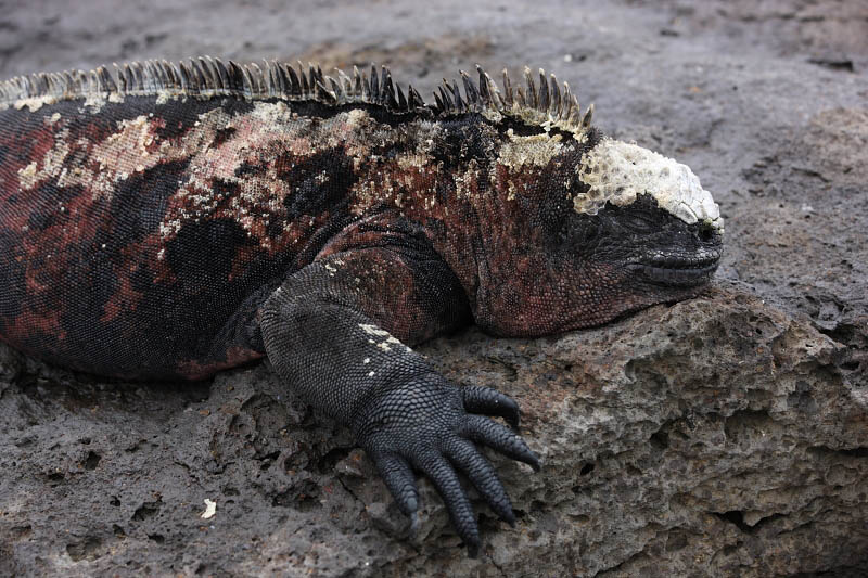 Marine Iguana, Floreana Island