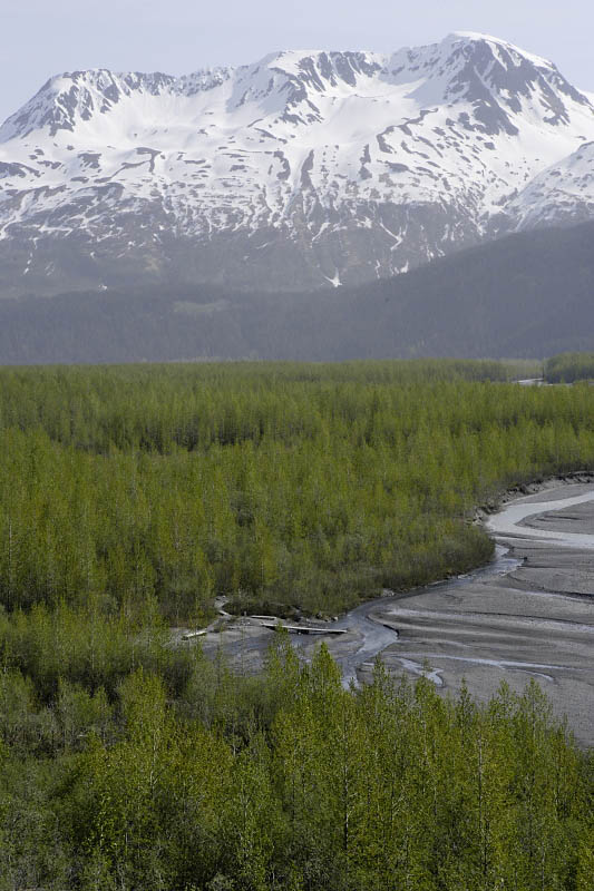 Exit Glacier area