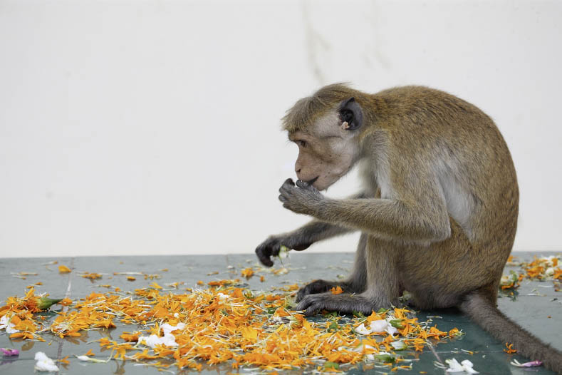 Dambulla, lunch time at Golden Temple