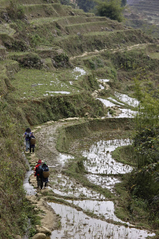 Rice fields around Sapa