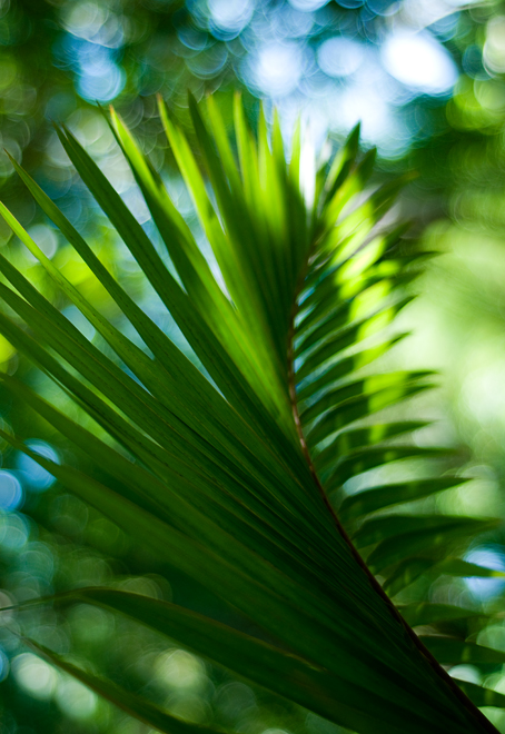 Symphony in green & blue