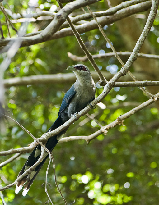 Green-billed Malkoha