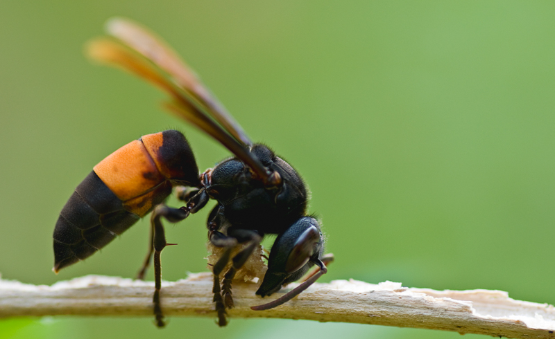 Lesser banded hornet