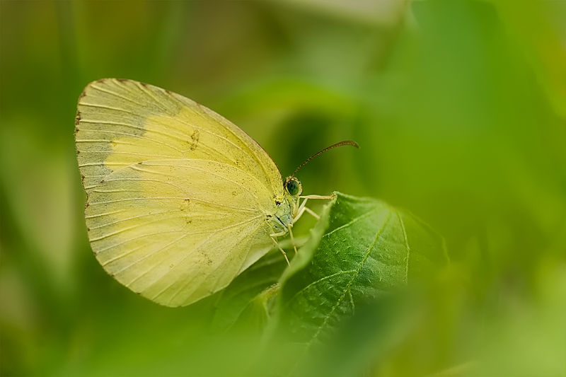 Grass Yellow