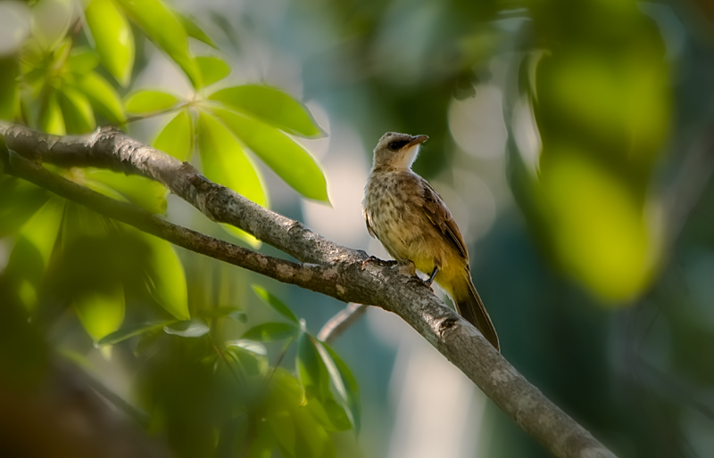 Yellow-vented Bulbul