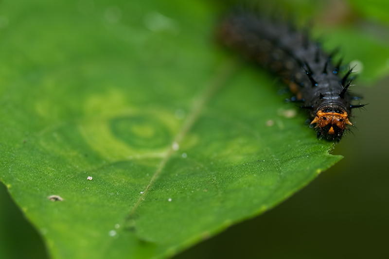 Caterpillar Blue Pansy
