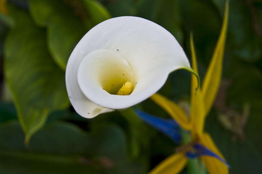 Easter Lily in Paradise.jpg