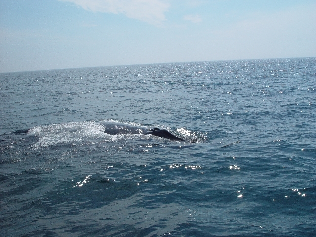 THEN THERE WAS ANOTHER HUMPBACK