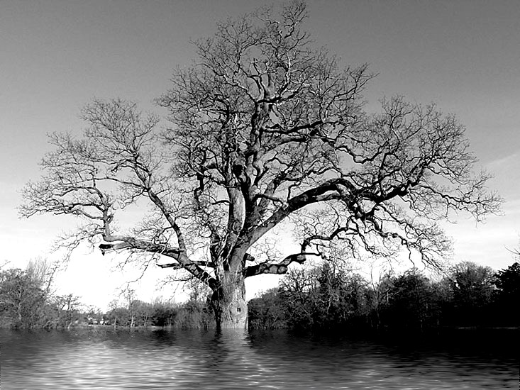 Floating Tree