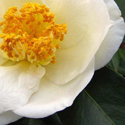 CAMELLIA