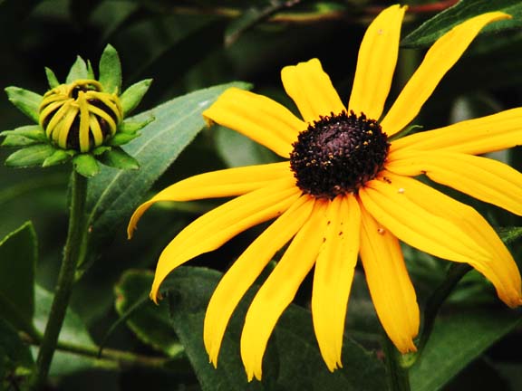 06 JUN 06 BLACKEYED SUSAN