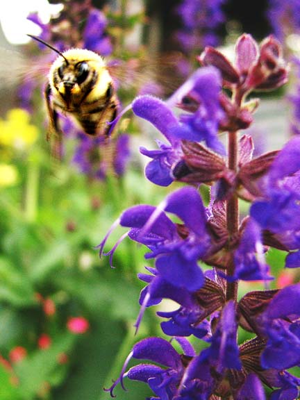 13 JUN 06 BEE SEEING YA