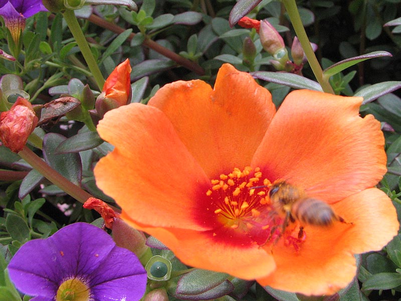16 JUL 06 BUSY BUZZ BUTT