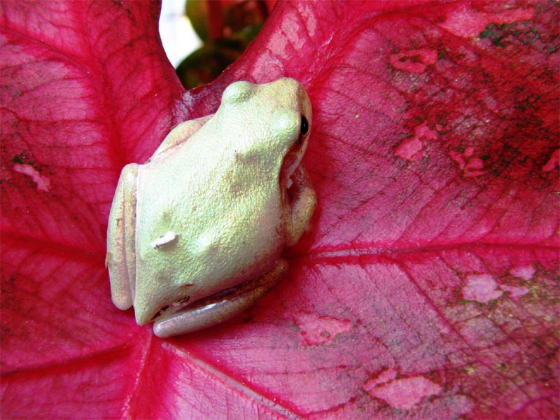 18 JUL 06 ORIGINAL FROG