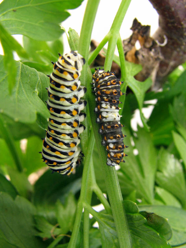 08 SEP 06 CATERPILLARS