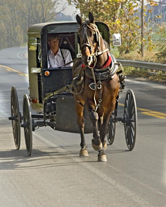 Amish Buggy 010