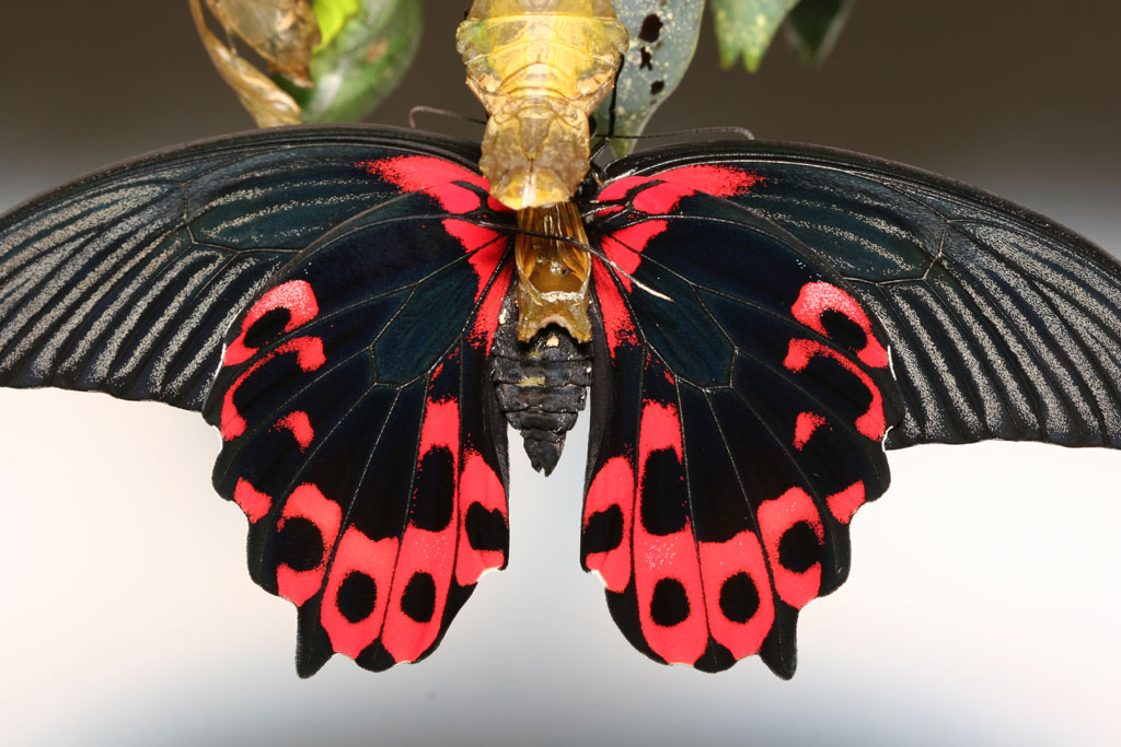 St. Maarten - Butterfly Farm