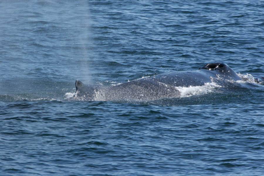 Humpback Whale