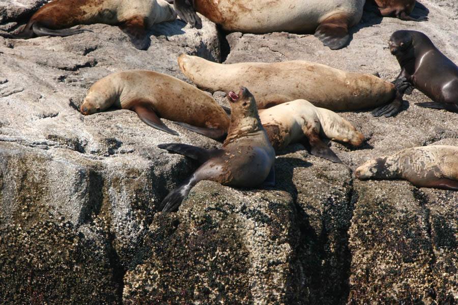 Stellar Sea Lions