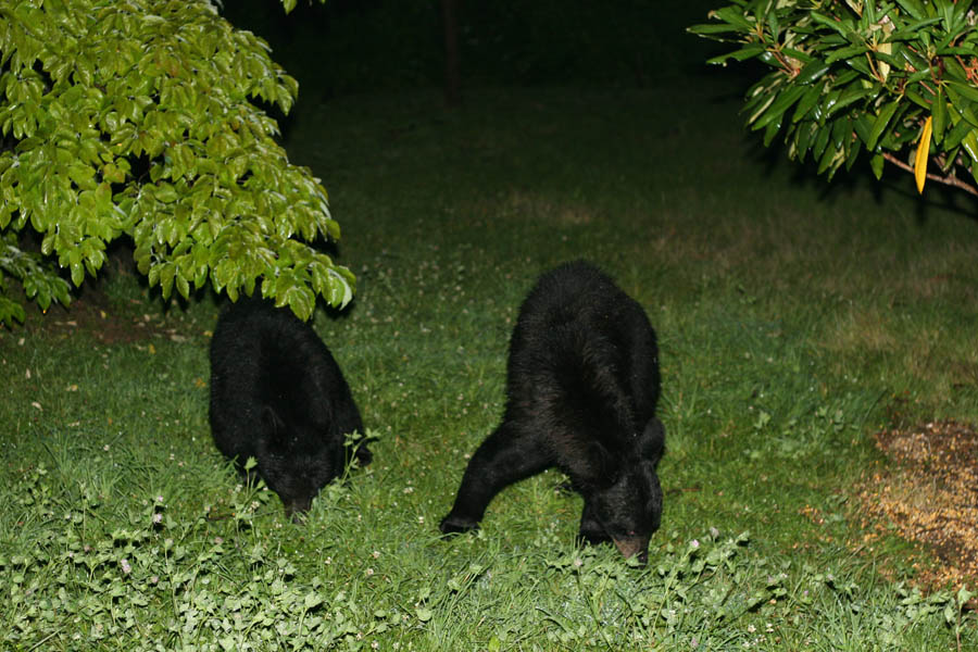 Bears from the back deck of the condo