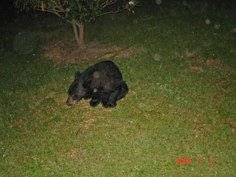 Bear from the back deck of the condo (Dads camera)