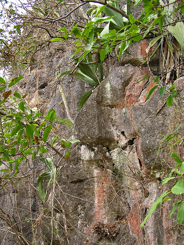 Vegetation in the rock / Vegetacin en las rocas