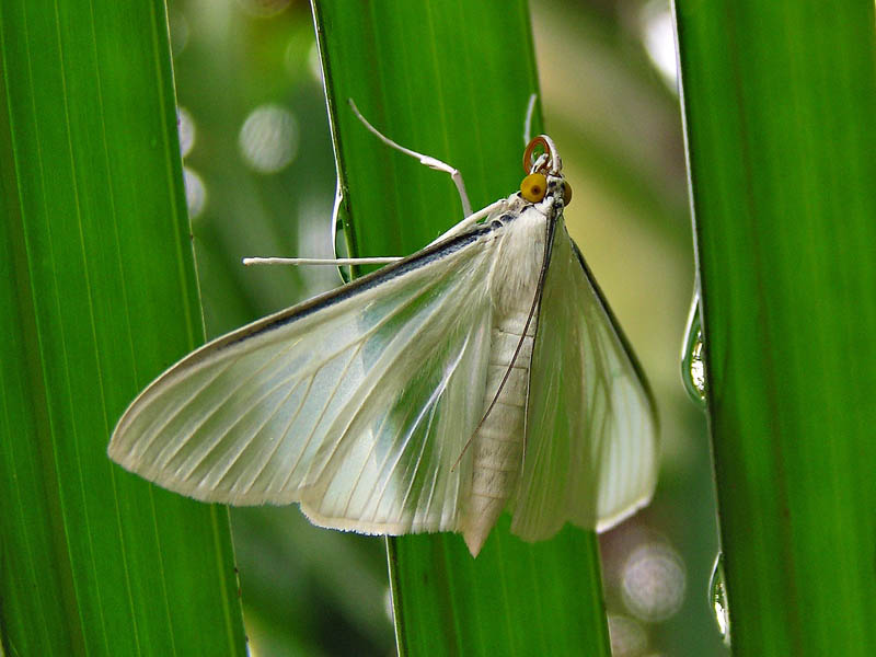 Translucent butterfly / Mariposa translcida