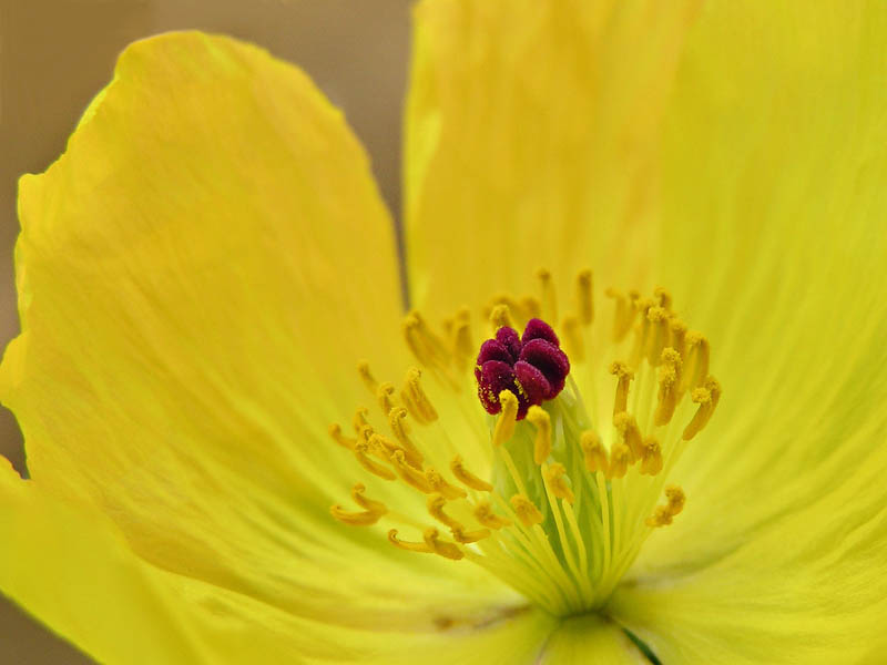 Yellow / Amarillo