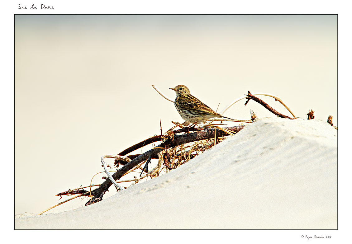 Sur la Dune