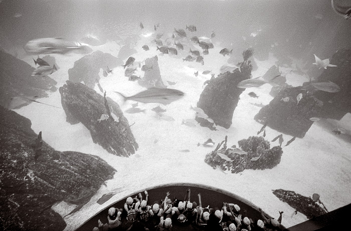 Week 18b: Lisbon: Oceanario