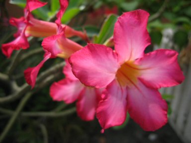 Pretty Flower
