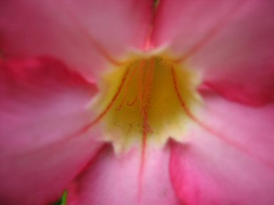 Pretty Flower Close Up