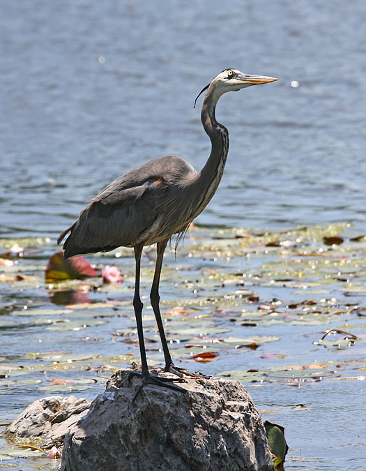 Great Blue Heron-20