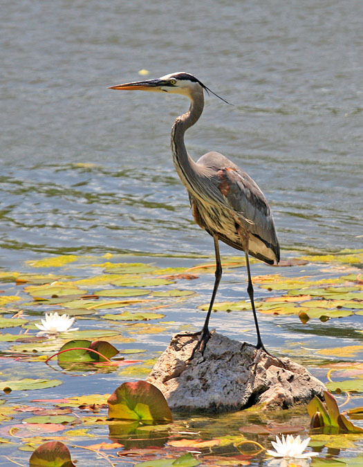 Great Blue Heron-25