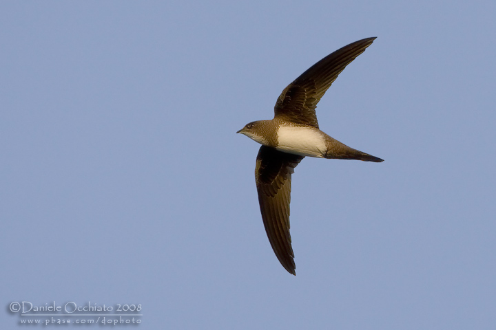 Alpine Swift (Tachymarptis melba)