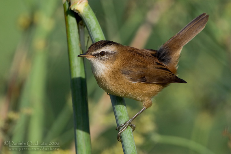 Moustached Warbler (Acrocephalus melanopogon)