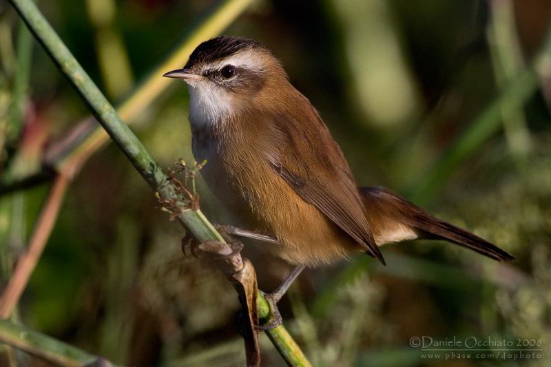 Moustached Warbler (Acrocephalus melanopogon)