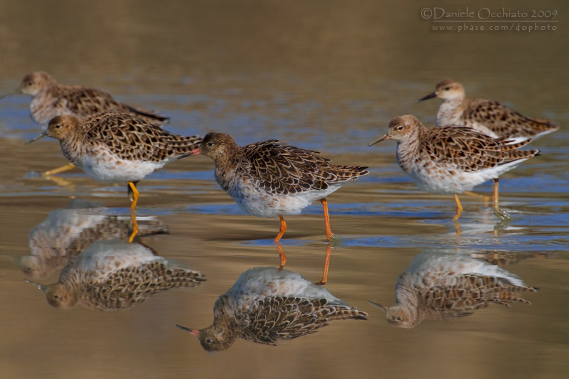 Ruff (Philomachus pugnax)