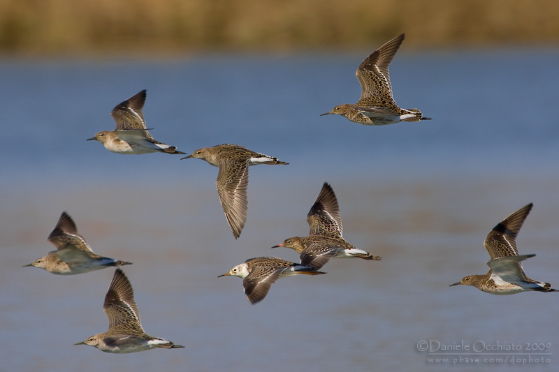 Ruff (Philomachus pugnax)