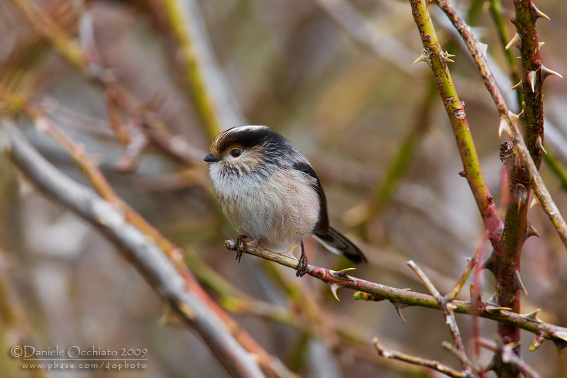 Long-tailed Tit (Aegithalos caudatus ssp italiae)