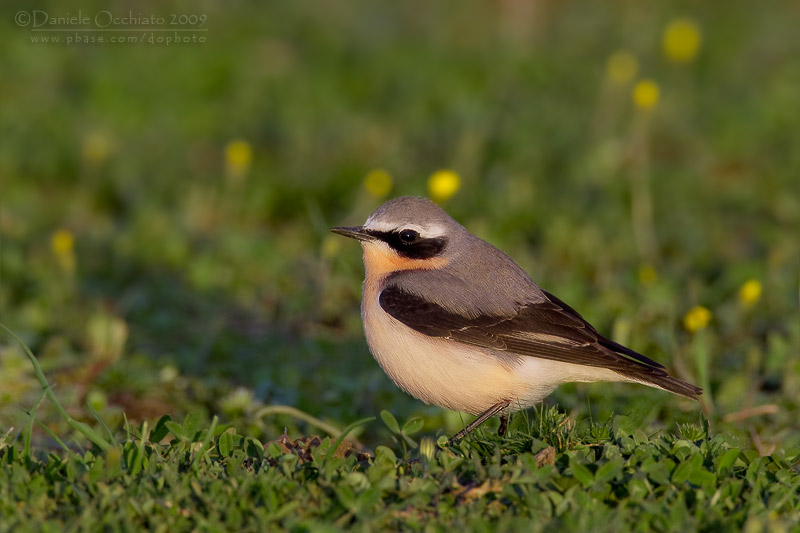 Northern Wheatear (Oenanthe oenanthe)