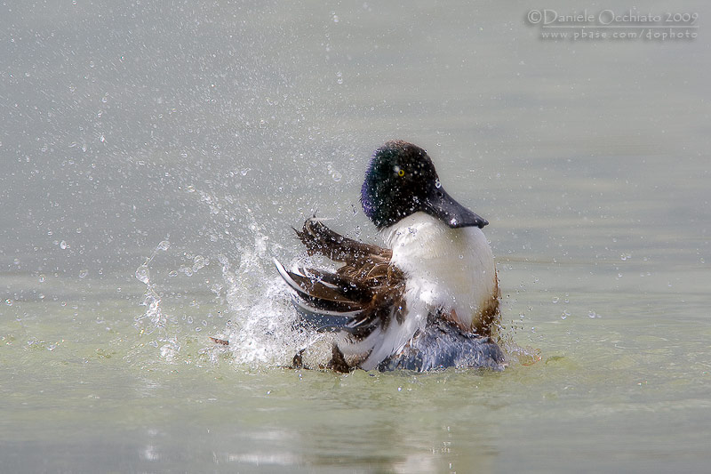 Northern Shoveler (Anas clypeata)