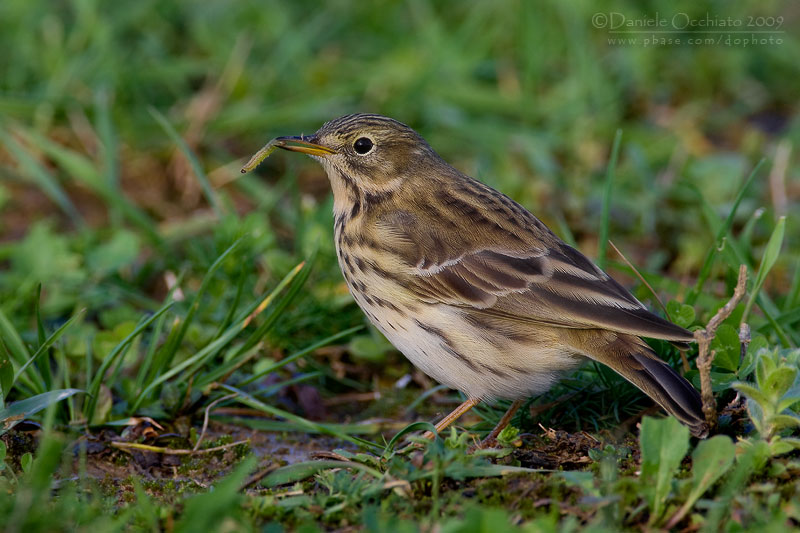 Meadow Pipit (Anthus pratensis)