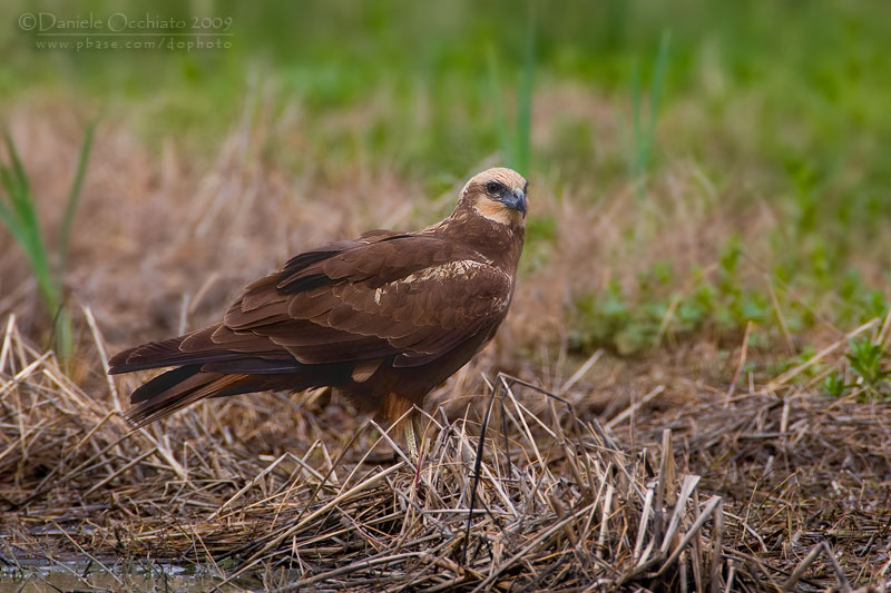 Marsh Harrier (Circus aeruginosus)