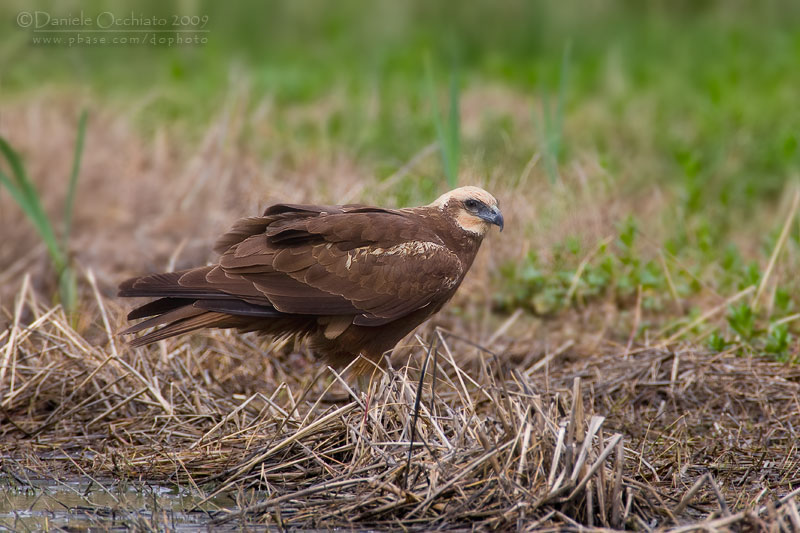Marsh Harrier (Circus aeruginosus)