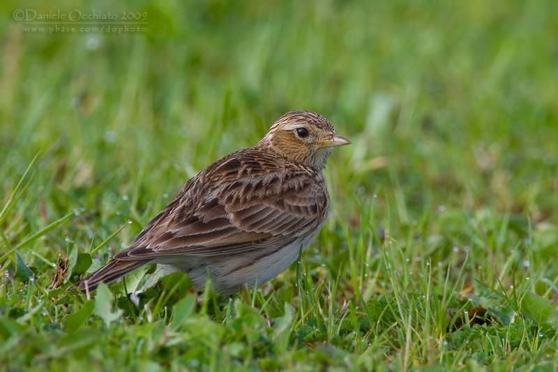 Skylark (Alauda arvensis)