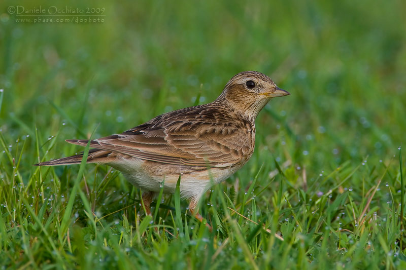 Skylark (Alauda arvensis)