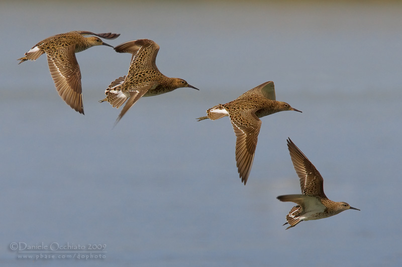 Ruff (Philomachus pugnax)