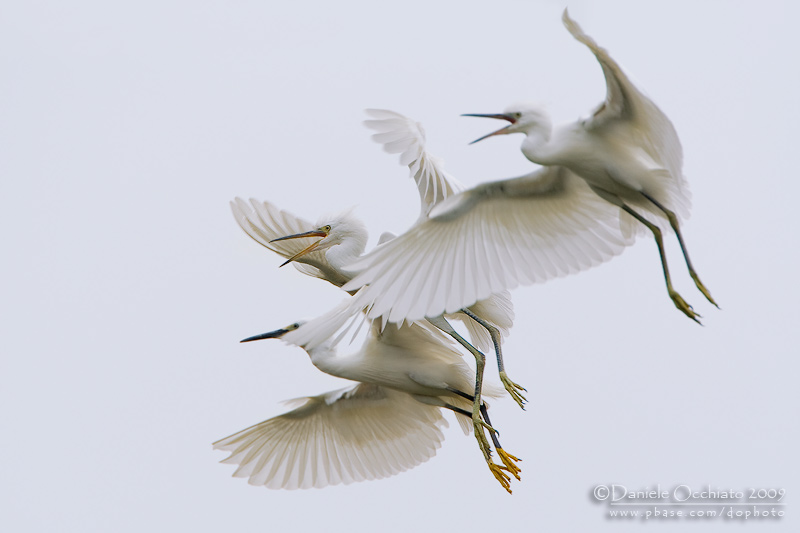 Little Egret (Egretta garzetta)