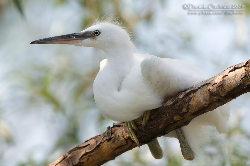 Little Egret (Egretta garzetta)